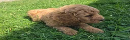Cavapoo dogs for sale: Jax - Ad 4