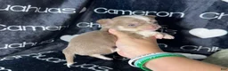 Chihuahua dogs for sale: Micro Thumper Lavender LC - Ad 5