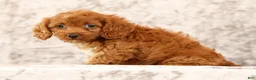 Cavapoo dogs for sale: Fay - Ad 8
