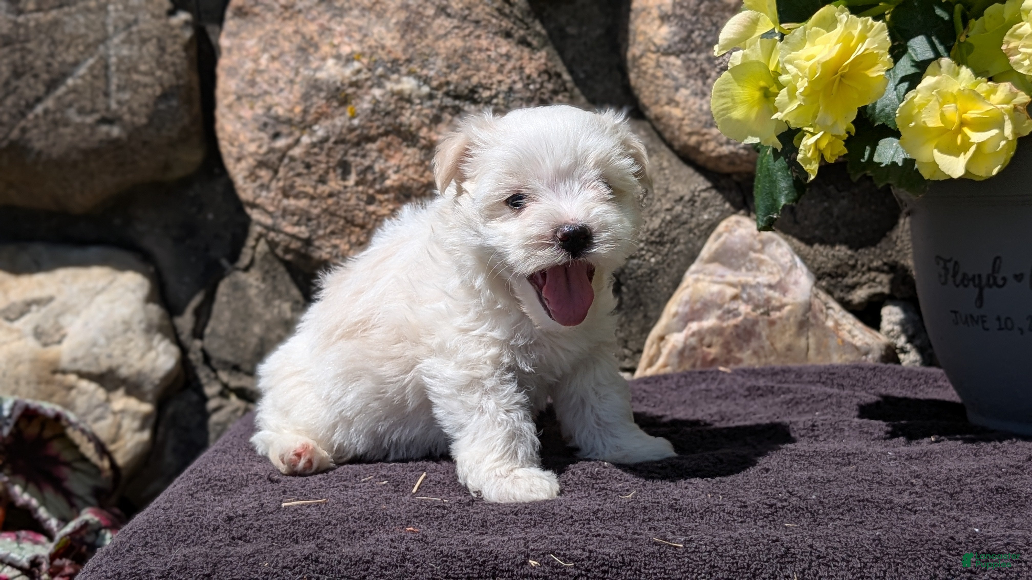 Havanese dogs Turbo - Ad 2