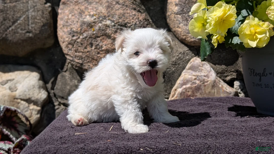 Havanese dogs for sale: Turbo - Ad 2