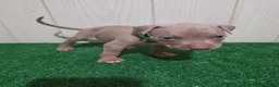 American Bully dogs for sale: American Bully XL Puppy 3 (Green Collar) - Ad 3