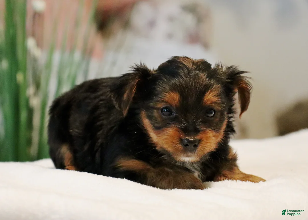 Yorkshire Terrier dogs for sale: Ty - Ad 2