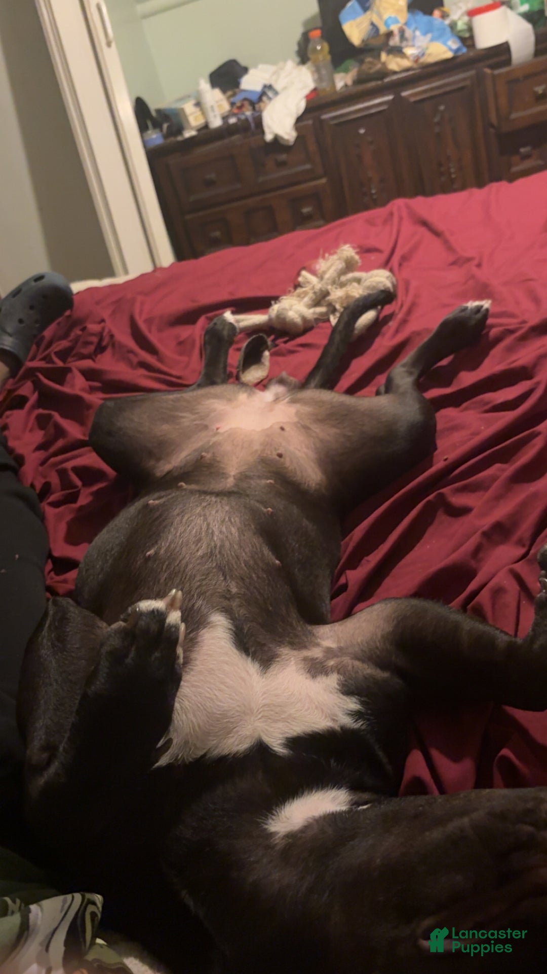 Mixed Breed dogs for sale: Mixed Breed Puppy 9 - Ad 4