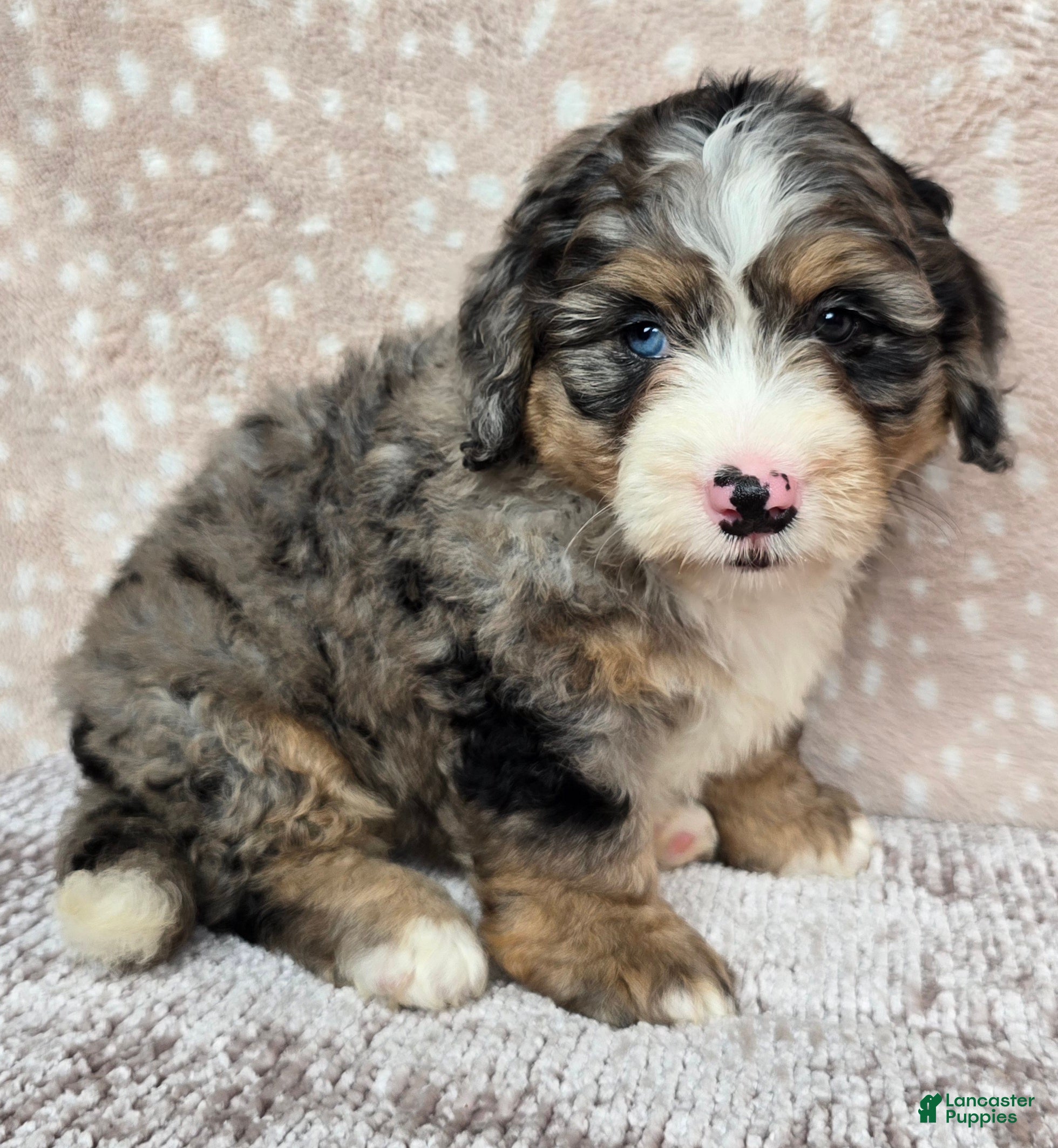 Mini Bernedoodle dogs Mini Bella - Ad 2
