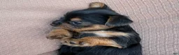 Yorkshire Terrier dogs for sale: Cassie - Ad 4