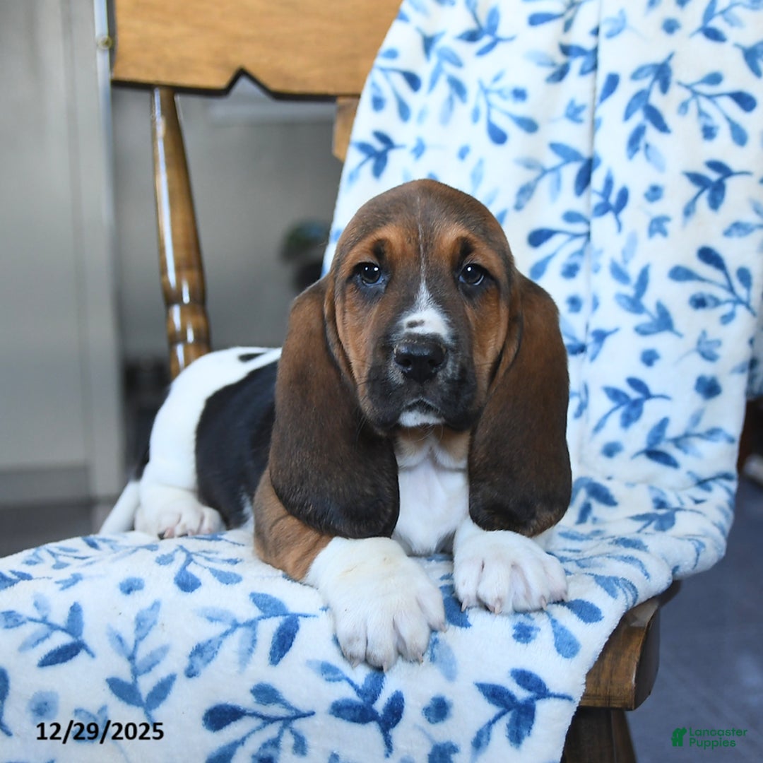 Basset Hound dogs for sale: Duke - Ad 3