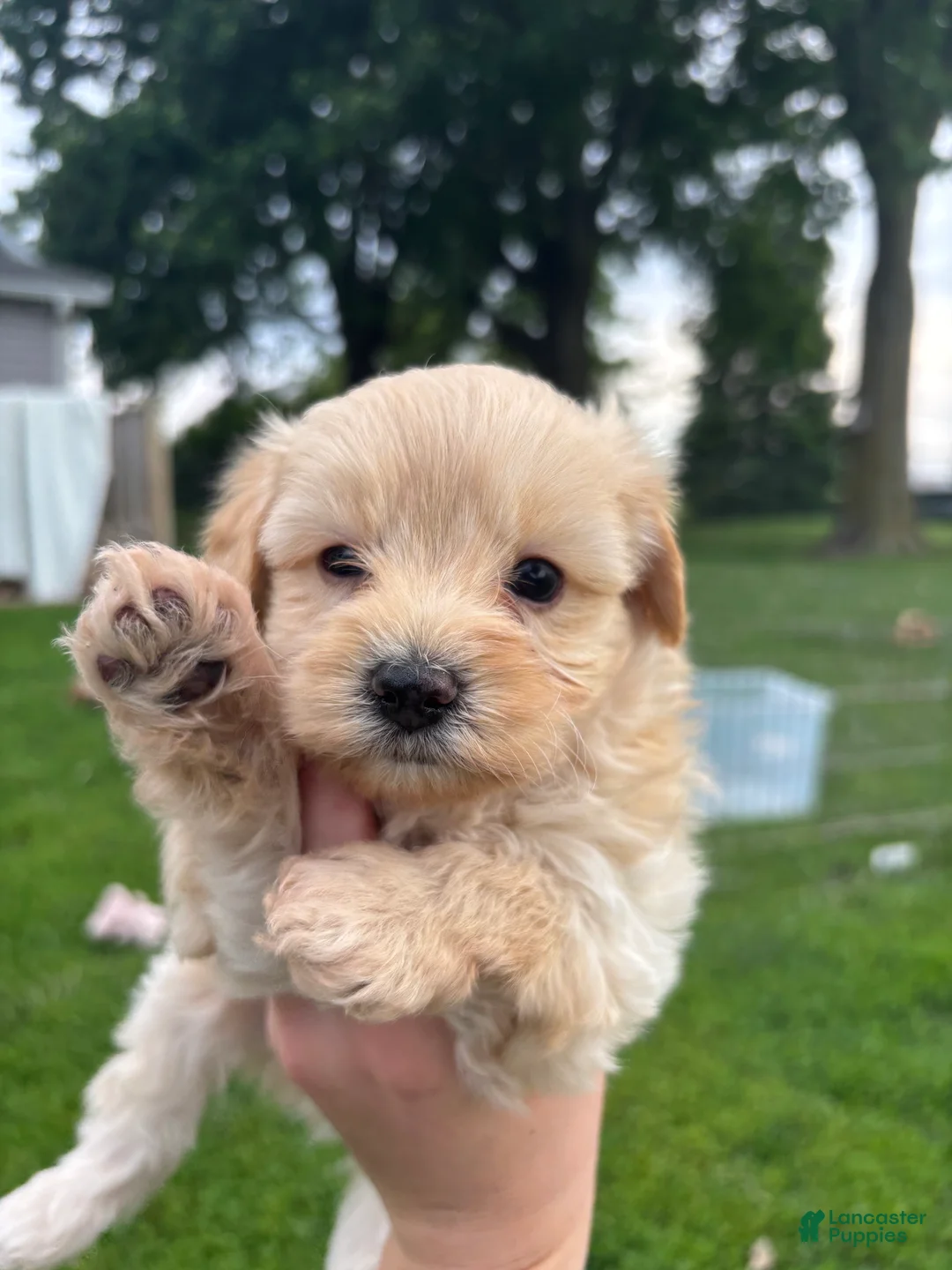 Yorkiepoo dogs for sale: Bruno - Ad 2
