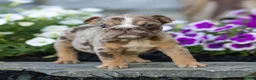 English Bulldog dogs for sale: Olive English Bulldog  - Ad 3