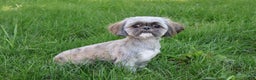 Shih Tzu dogs for sale: Harper - Ad 9