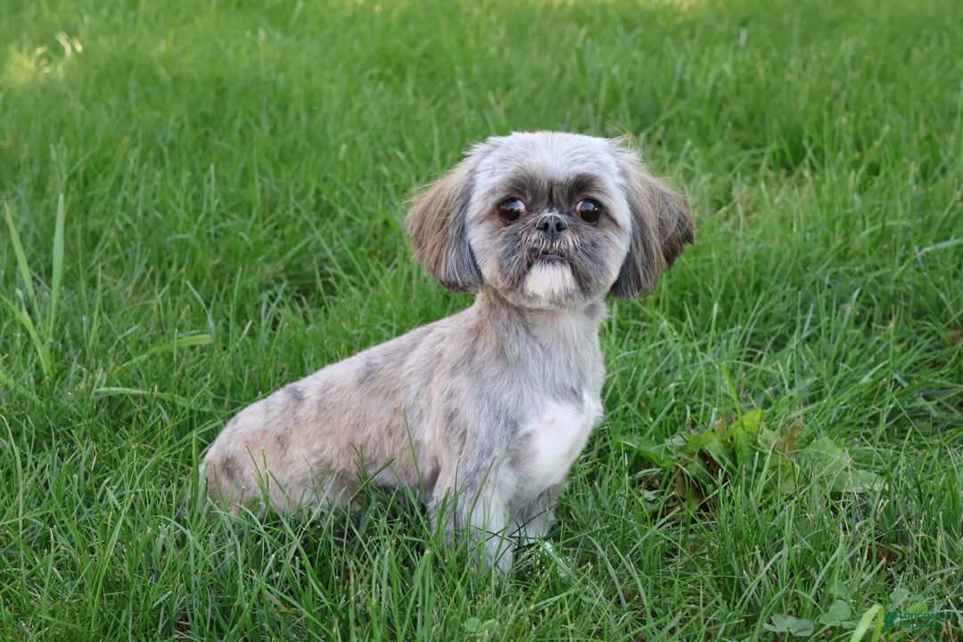 Shih Tzu dogs for sale: Harper - Ad 9