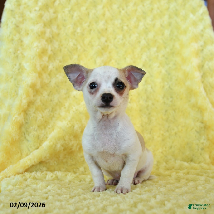 Chihuahua dogs Cupid - Ad 8