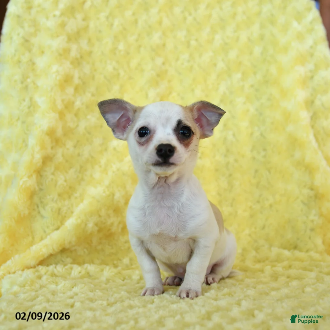 Chihuahua dogs for sale: Cupid - Ad 1