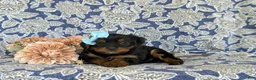 Shorkie dogs for sale: Meagan 7 lbs Full Grown - Ad 5