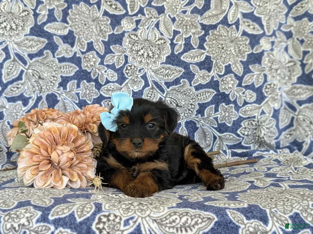 Shorkie dogs for sale: Meagan 7 lbs Full Grown - Ad 5
