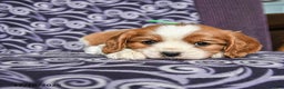 Cavalier King Charles Spaniel dogs for sale: Bobby - Ad 2