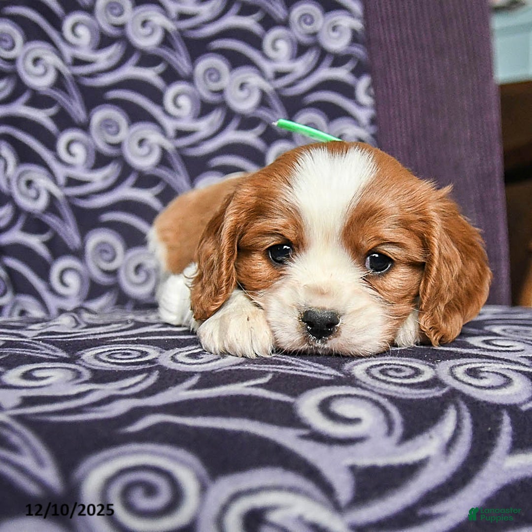 Cavalier King Charles Spaniel dogs for sale: Bobby - Ad 2