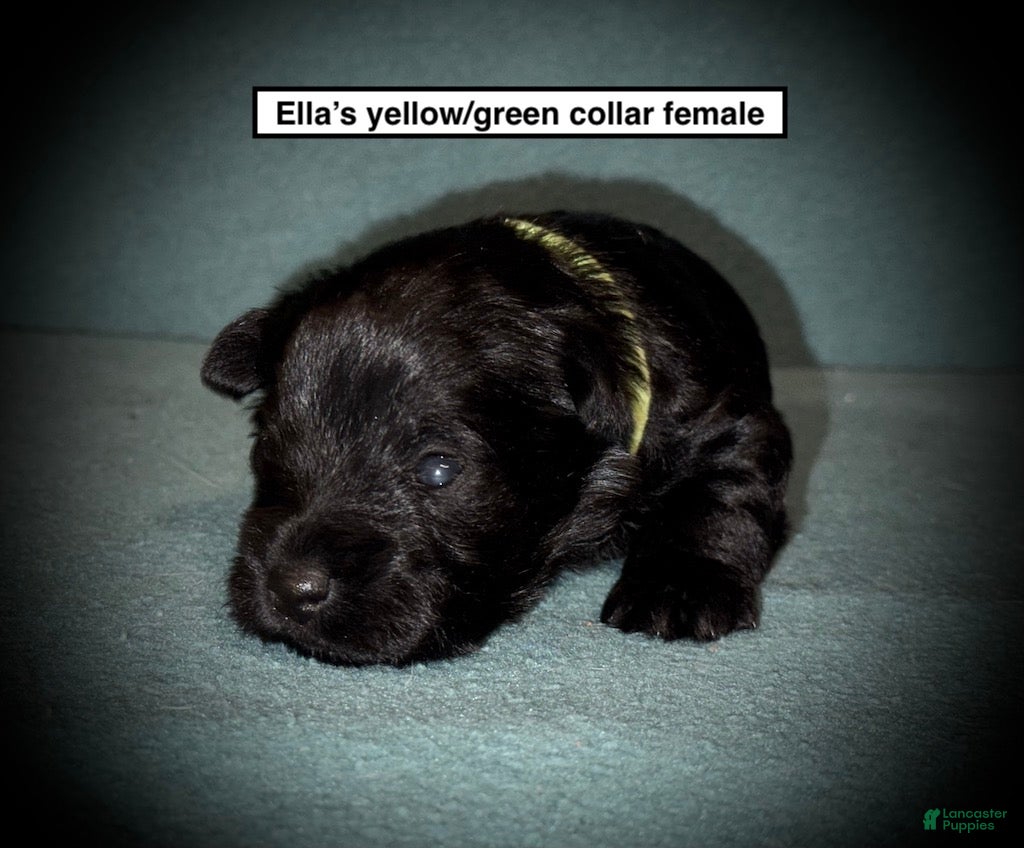 Miniature Schnauzer dogs AKC Ella's Yellow/Green Collar Female - Ad 29
