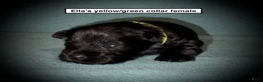 AKC Ella's Yellow/Green Collar Female