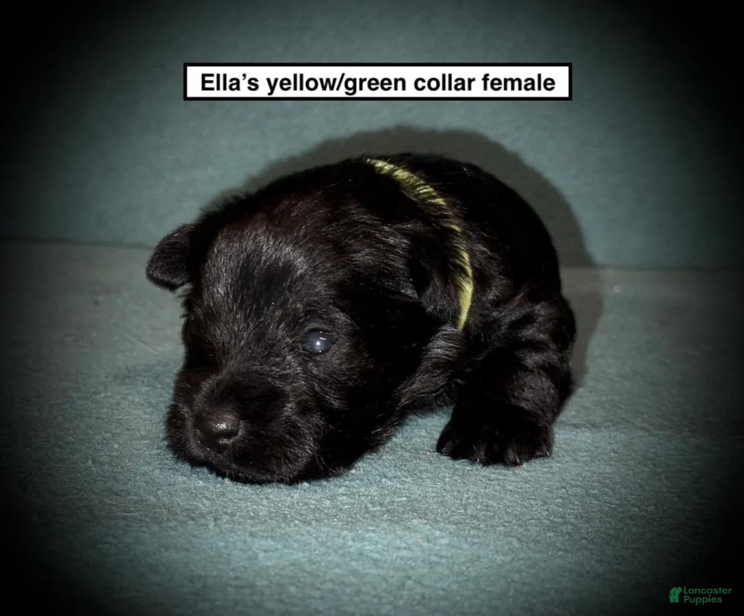 Miniature Schnauzer dogs for sale: AKC Ella's Yellow/Green Collar Female - Ad 1