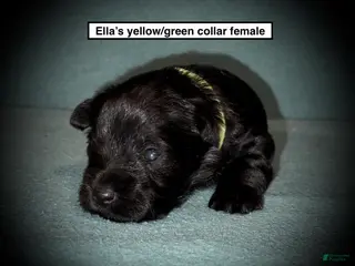 Miniature Schnauzer dogs AKC Ella's Yellow/Green Collar Female - Ad 29