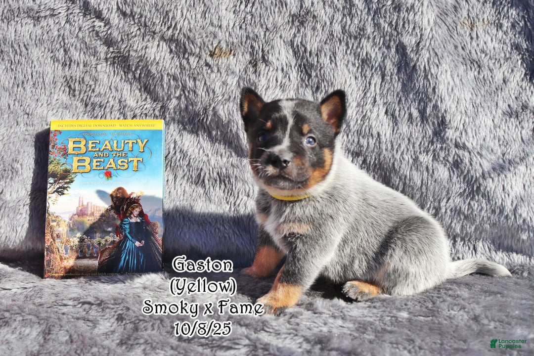 Australian Cattle Dog dogs for sale: Gaston - Ad 2