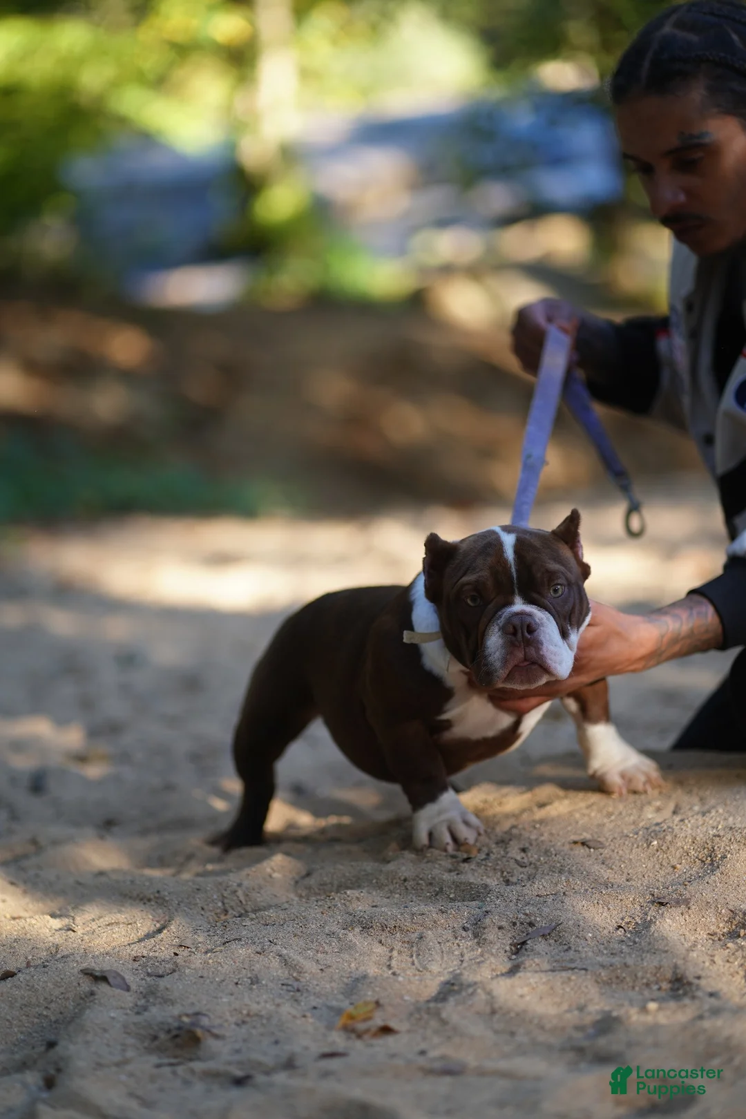 American Bully dogs for sale: American Bully 3 - Ad 1