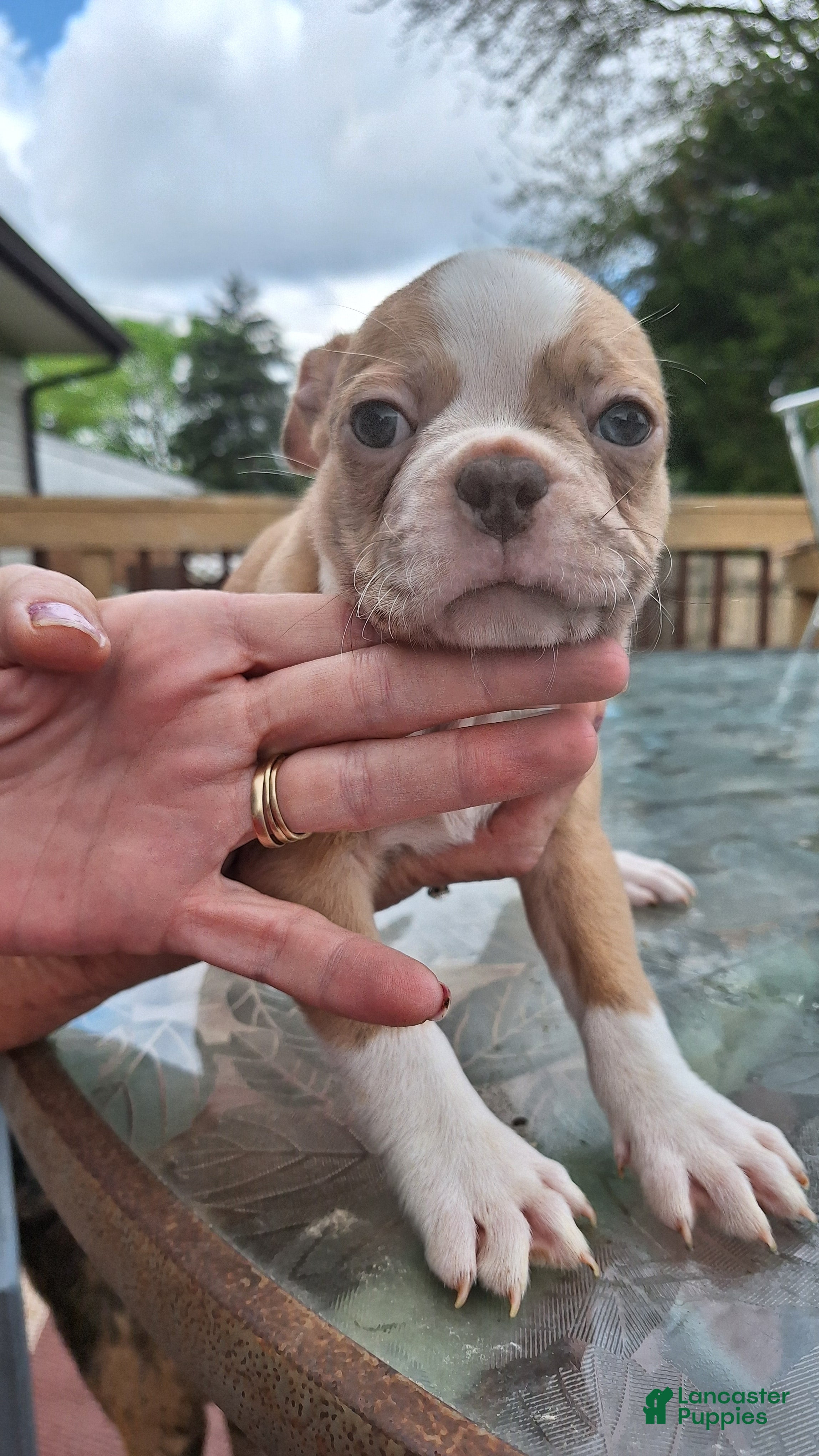 Mixed Breed dogs Snickerdoodle - Ad 25