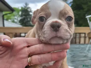 Mixed Breed dogs Snickerdoodle - Ad 25