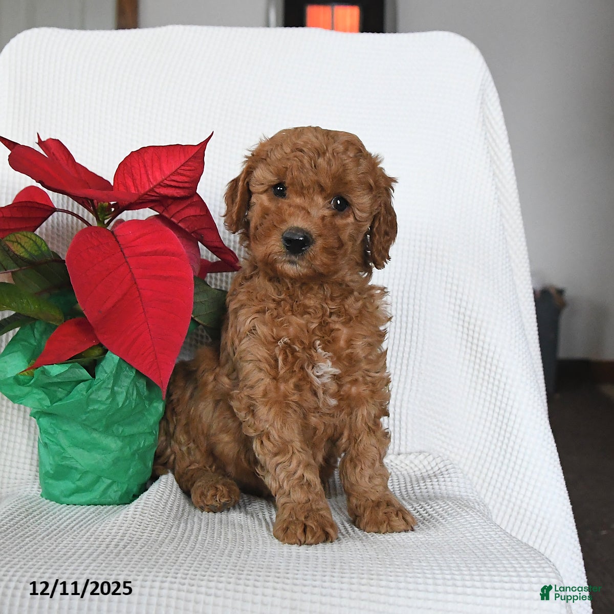Mini Goldendoodle dogs Penny - Ad 24