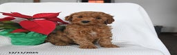 Mini Goldendoodle dogs for sale: Penny - Ad 1