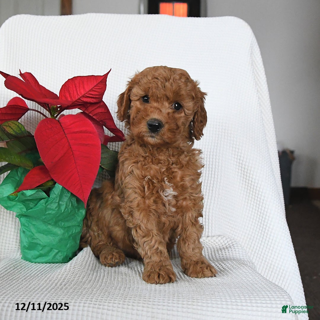 Mini Goldendoodle dogs for sale: Penny - Ad 1