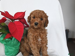 Mini Goldendoodle dogs Penny - Ad 21