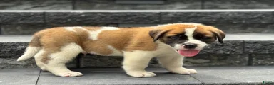 Tracker
