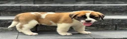 Saint Bernard dogs for sale: Tracker - Ad 1