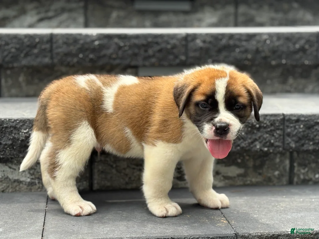 Saint Bernard dogs for sale: Tracker - Ad 1