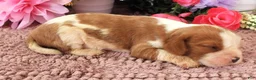 Cavalier King Charles Spaniel dogs for sale: #3 Male (Lulu's) - Ad 3