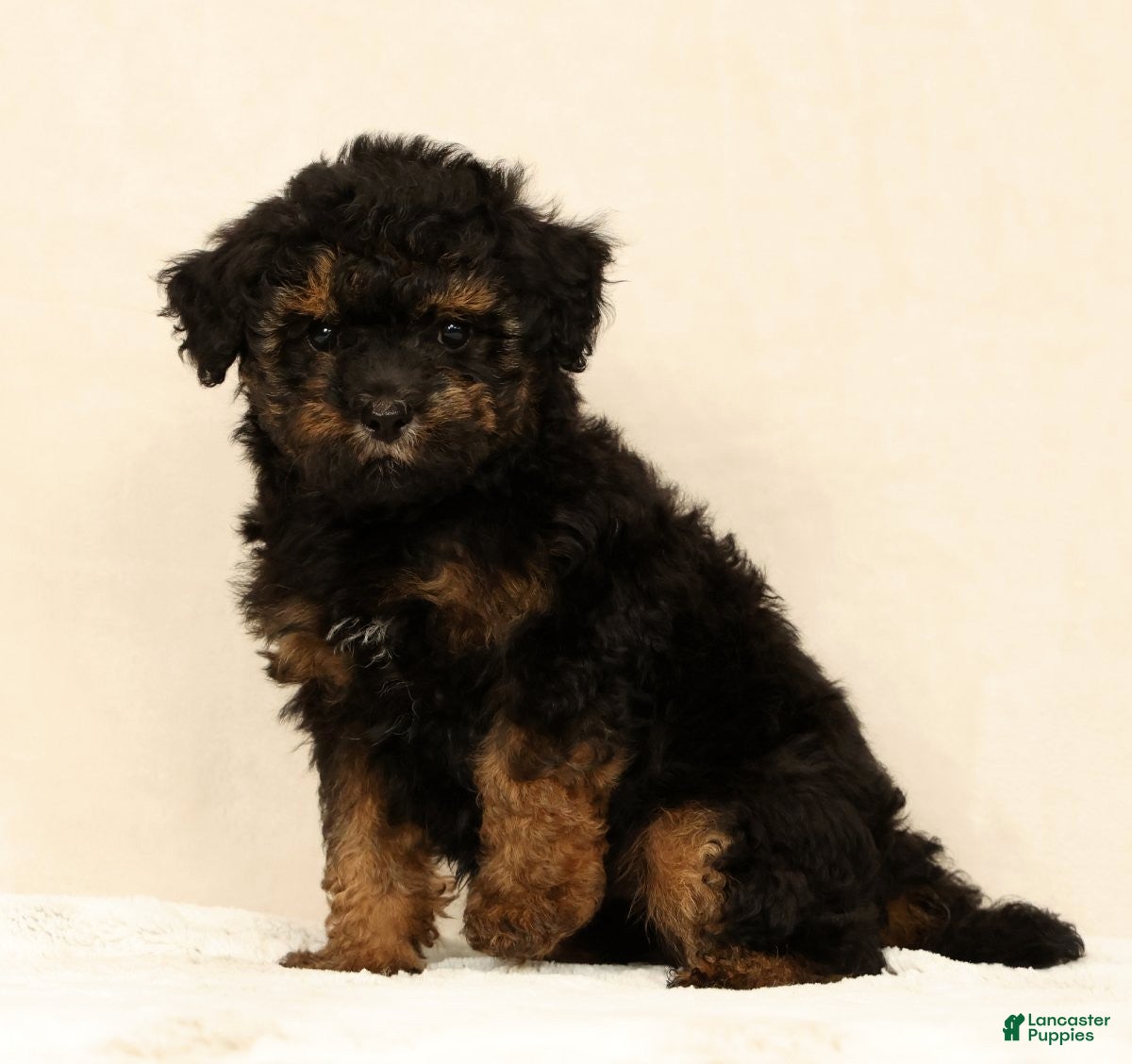 Mini Bernedoodle dogs Mateo - Ad 2