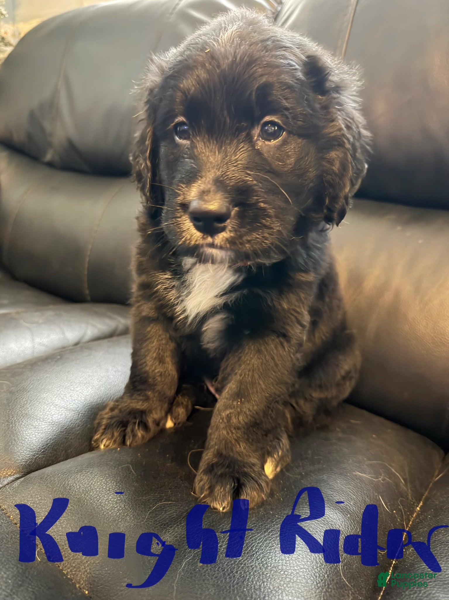 Mixed Breed dogs Mixed Breed Puppy 2 - Ad 9