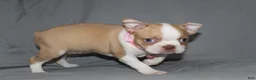 Boston Terrier dogs for sale: Luna - Ad 3