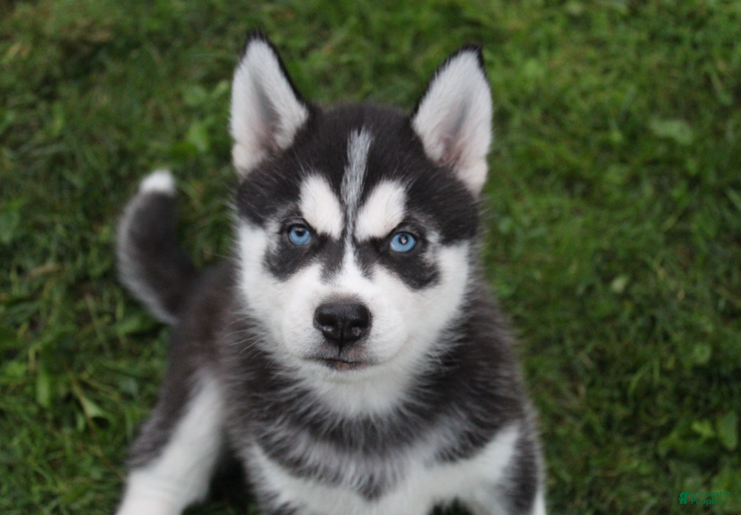 Siberian Husky dogs Timber - Ad 2