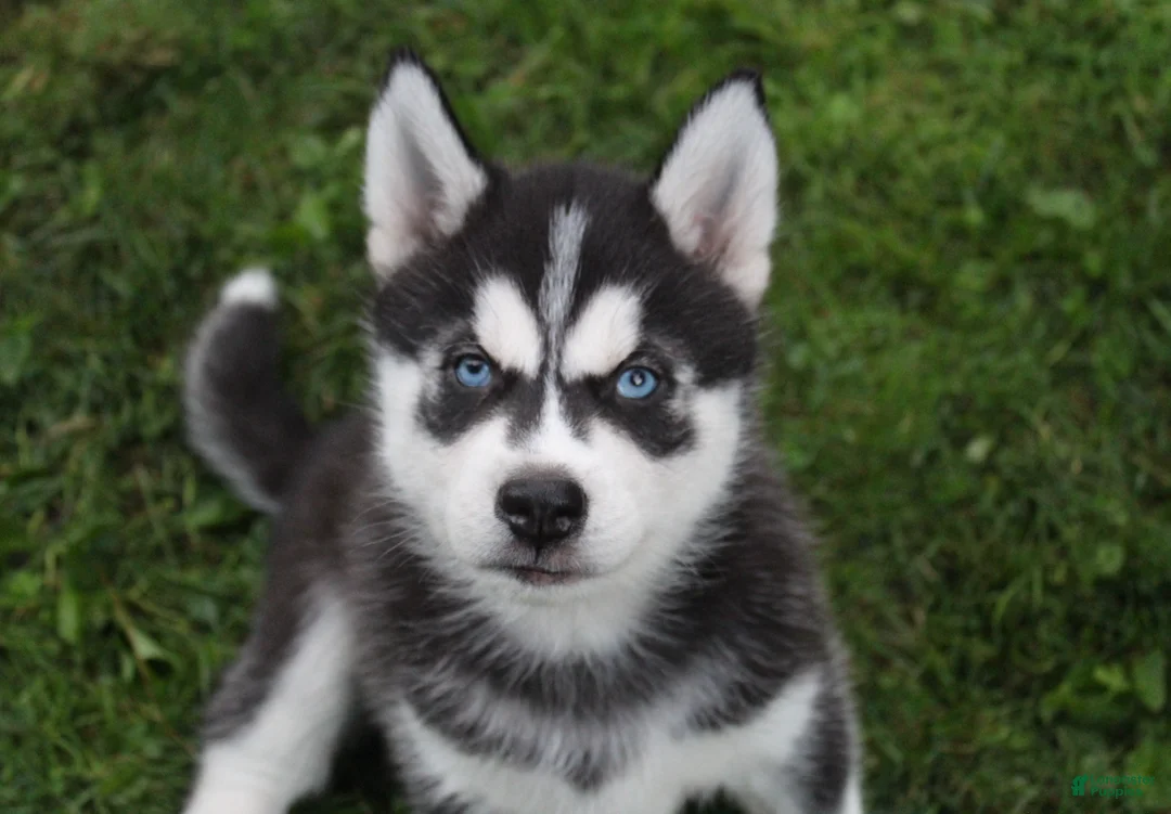 Siberian Husky dogs for sale: Timber - Ad 2