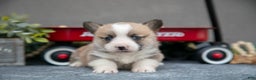 Welsh Corgi Pembroke dogs for sale: Snicker - Ad 3