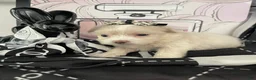 Miniature Poodle dogs for sale: Miniature Poodle 3 - Ad 4