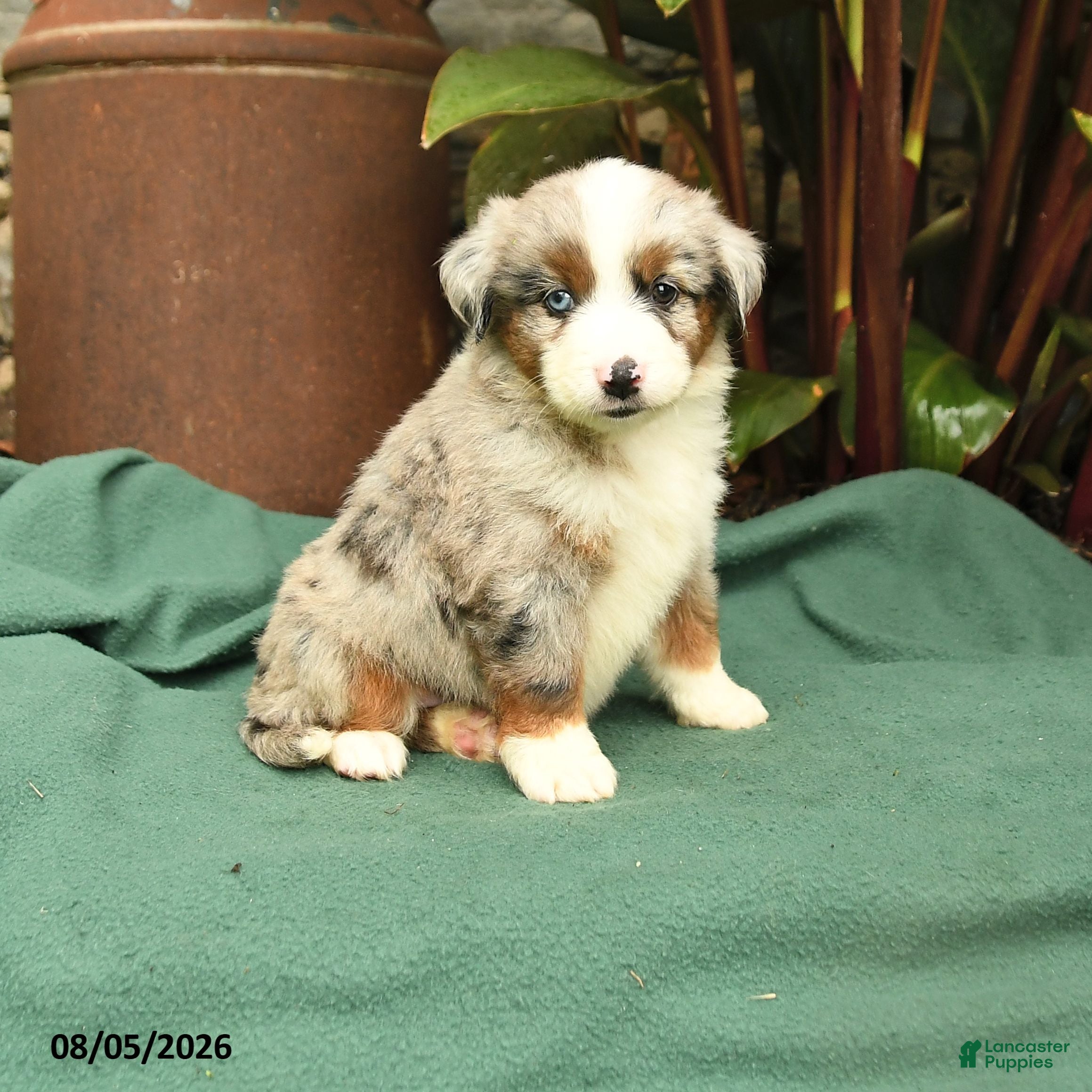 Miniature Australian Shepherd dogs Ranger - Ad 1