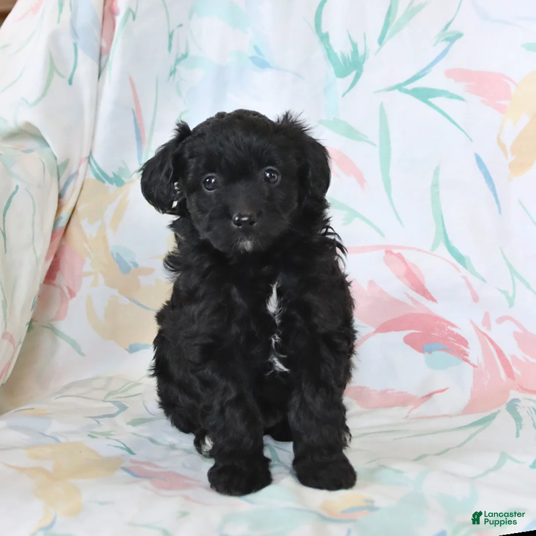 Mini Aussiedoodle dogs for sale: Pearl - Ad 1