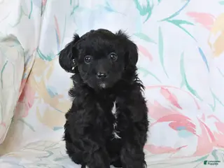 Mini Aussiedoodle dogs for sale: Pearl - Ad 2