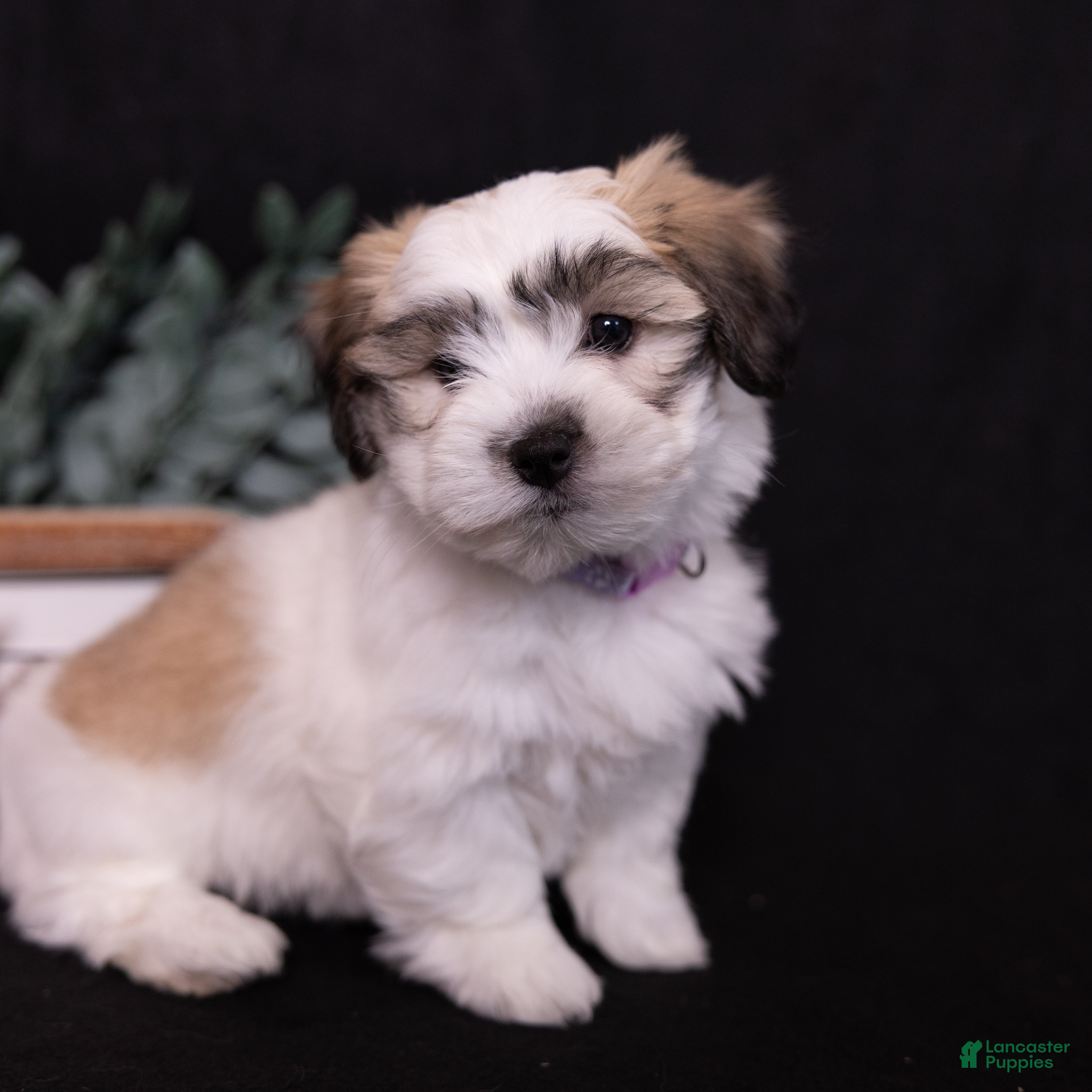 Coton De Tulear dogs Jasmine - Ad 1