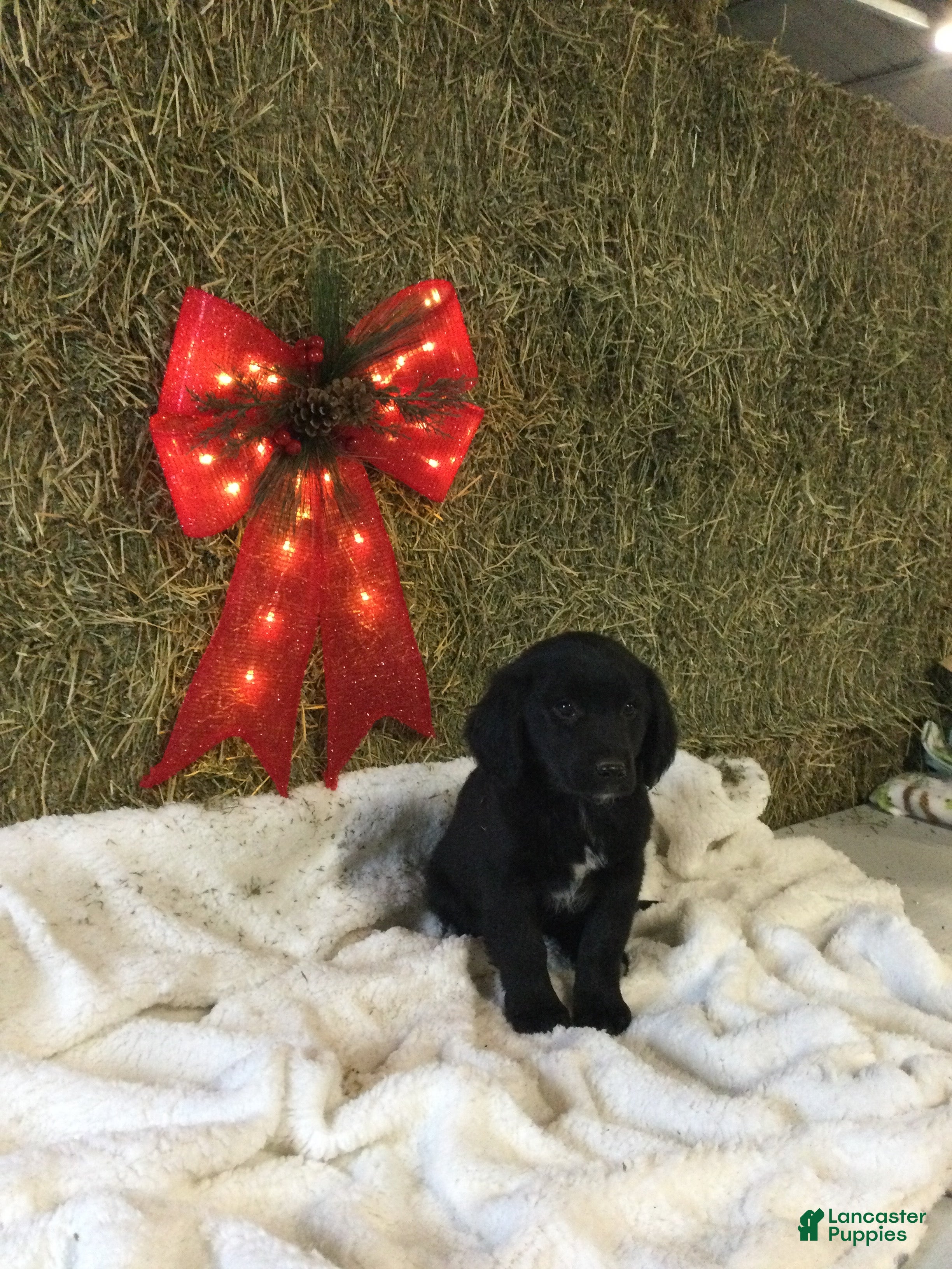 Mixed Breed dogs Matt - Ad 21