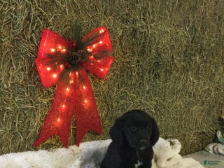 Mixed Breed dogs Matt - Ad 10